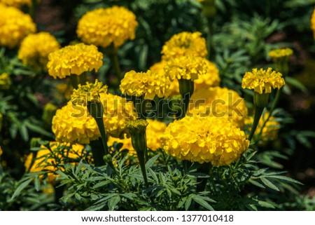 Vintage beautiful yellow marigold flower background blooming in garden, nature beautiful, summer season, Suan Luang Rama IX park