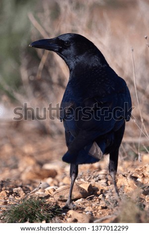 Common crow - Corvus corone portrait looking for food