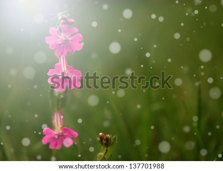 Wild flowers in ray of sunshine and bokeh
