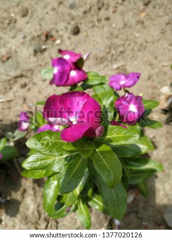 Colorful Periwinkle Flowers In The Garden 