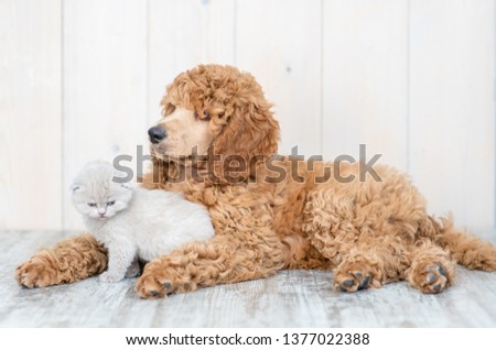 Young poodle puppy lying with baby kitten on the floor at home