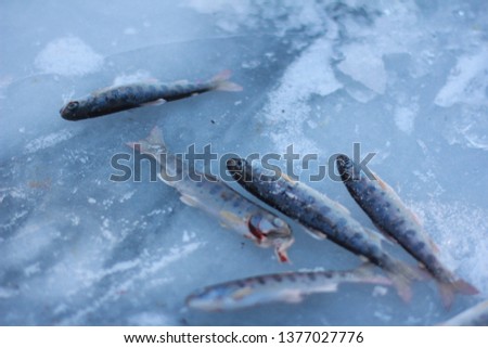 fishing in the winter on ice