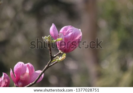 Closeup picture of a beautiful pink magnolia on an outdoor background