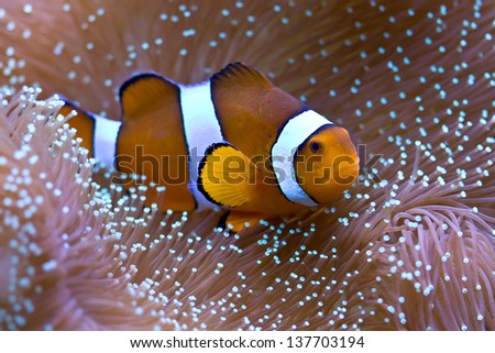 Clownfish hosting in sarcophyton coral