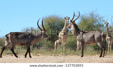 Waterbuck - Wildlife from Africa - Waterbuck bulls try to intimidate each other during the rut season, whilst Giraffe look on with no interest of joining in on the fight about to happen.
