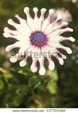 White and purple wild flower.