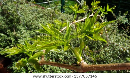 branch of vine leaves 
