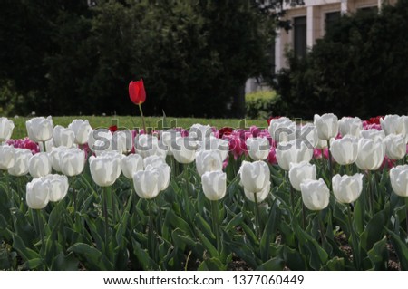 Beautiful colorful tulips, outdoor shot