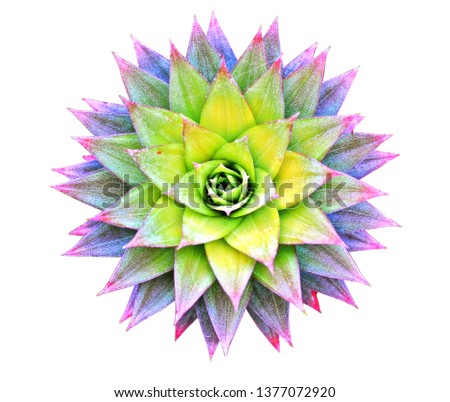 Top view leaf of the pineapple white background and clipping path