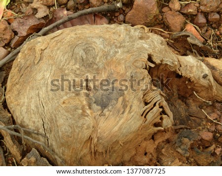A dry wood in an indian rural forest Its very beautiful to look , closeup image on sun light
