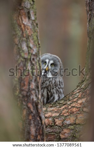 beautiful great grey owl perched on pine tree in autumn forest