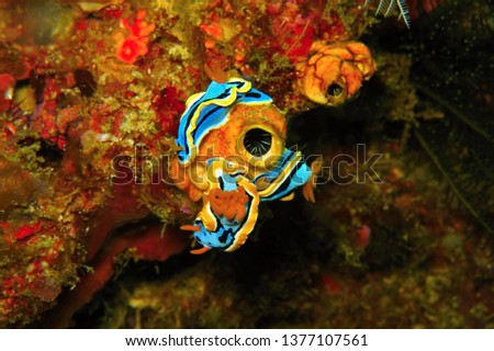 Three nudibranches (chromodoris annae) on the coral reef. Undrewater picture of group of sea slugs. Ocean creatures feeding on a tunicate (sea squirt, also known as ascidian).  