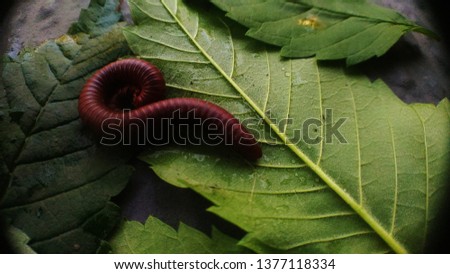 Millipedes feed on the leaves.