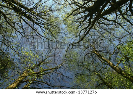 Green trees with blue sky