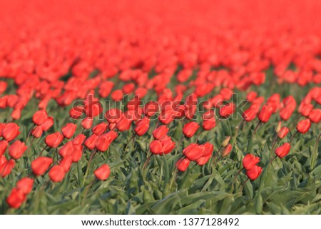 Tulip fields,Texel, Holland