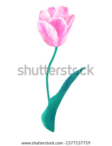Pink tulip on stem with green leaf in pastel colors. Hand drawn watercolor illustration. Isolated on white background.