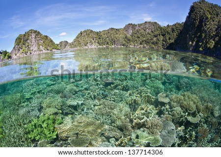 A diverse coral reef grows near a set of limestone islands near the island of Misool in Raja Ampat, Indonesia.  This area is known as the heart of marine biological diversity.