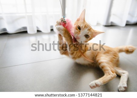 Cute orange  cat playing toy.Close up picture of a young yellow cat on a floor.