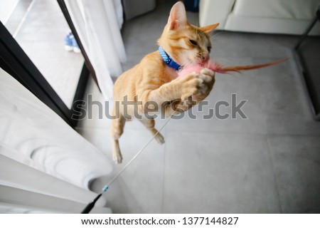 Cute orange  cat playing toy.Close up picture of a young yellow cat on a floor.