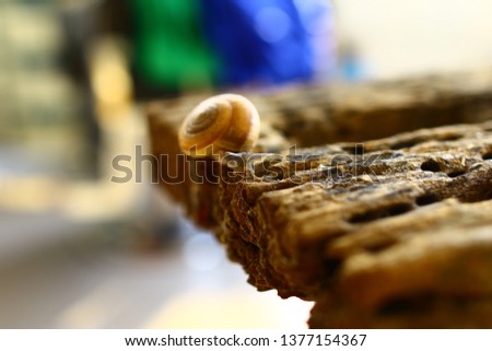 
snail in shell crawling on Wood decay  in the morning, snail searching for breakfast, snail eating breakfast. 
