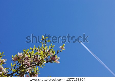 Blooming plant in the sky