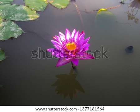 Purple lotus flower of hope