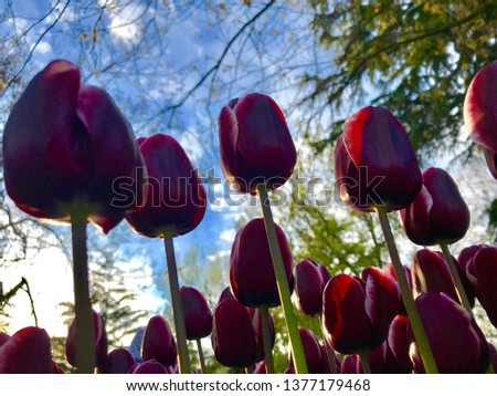 Tulip tulips in Istanbul Colorful tulips in the gardens opened tulips pink yellow purple red white lilac great contrast colors facing side by side buy now.