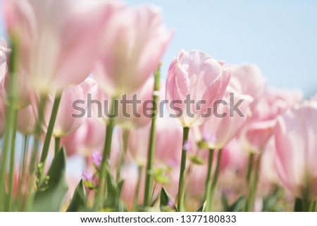 suburb park where pink and pretty tulips bloom
