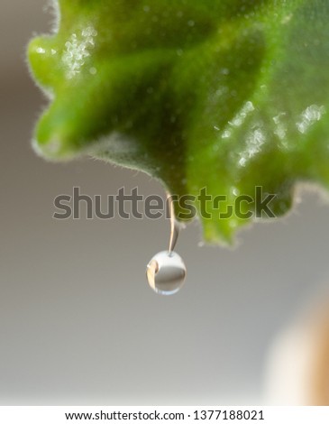 A drop of water falls from a leaf. Macro