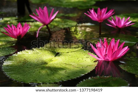 Beautiful pink lotus in refreshing morning and tropical country flowers