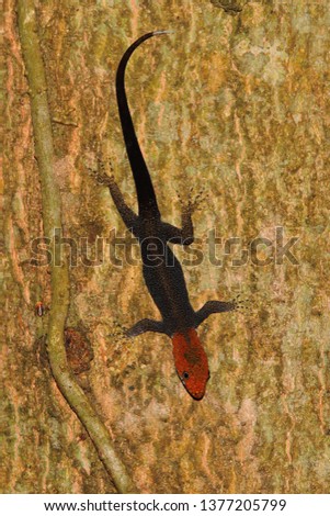The yellow-headed gecko or white-throated gecko, gonatodes albogularis,  found in Guatemala, Central America.
