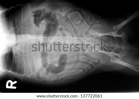 X-ray of the abdomen hips  and spine of a dog
