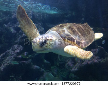 A cute turtle