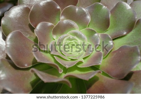 Flower with Green Colour Royalty-Free Stock Photo #1377225986