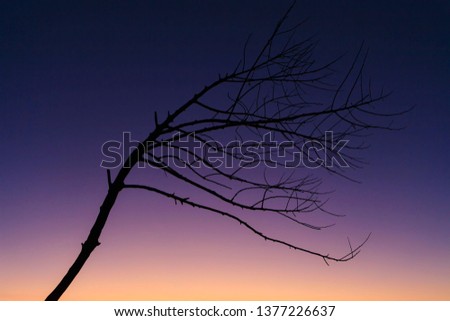 Dry plant with morning sky Royalty-Free Stock Photo #1377226637