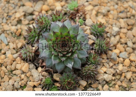 Flower with rock background Royalty-Free Stock Photo #1377226649