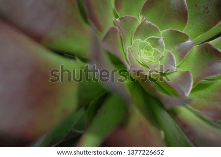 Flower with Green Colour Royalty-Free Stock Photo #1377226652
