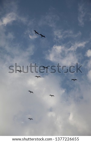 Pack of birds with sky background Royalty-Free Stock Photo #1377226655