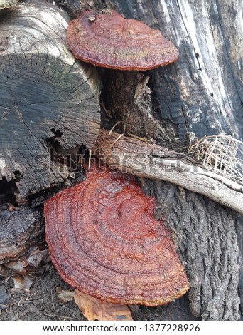 Spring picture of an Artist's Conk on a rotting stump