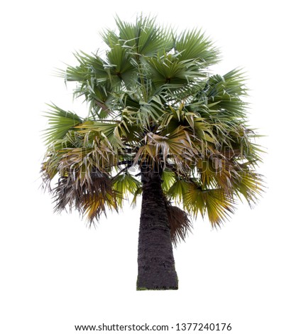 Isolate pictures of Palm trees on a white background. Use for create the accompanying printed materials and website. Used for teaching biology of plants. A beautiful trees from Thailand.