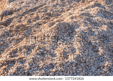 Backgroung of shells at the sea shore.
