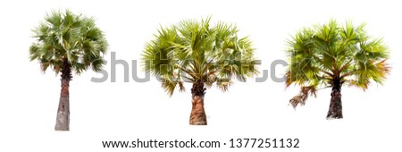 Collect of isolate pictures of Palm trees on a white background. Use for create the accompanying printed materials and website. Used for teaching biology of plants.