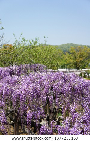 wisteria blooms in Japan
