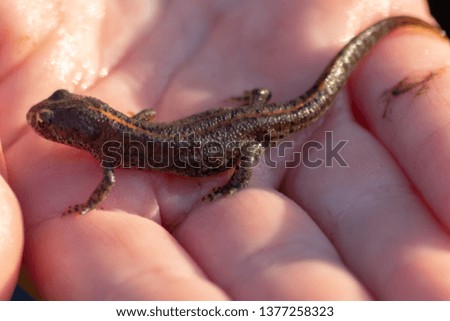 Beautiful male alpine newt in children's hands for biological inspection and outdoor animal studying for a biology lesson or nature experience of children with biologists and biology teachers