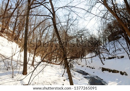 Winter tree on snow covered ground