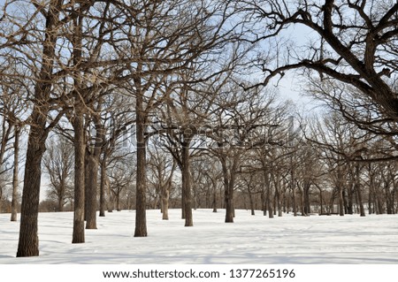 Winter tree on snow covered ground