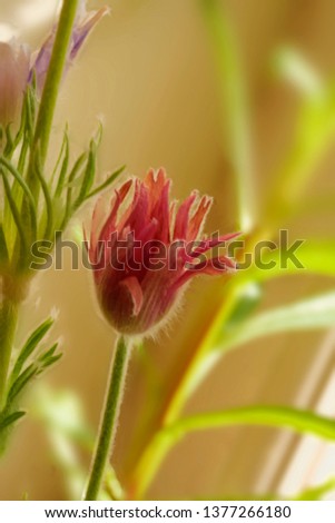 Pulsatilla vulgaris red color - perennial. Common names include pasque flower (or pasqueflower), wind flower, prairie crocus, Easter flower, and meadow anemone. 