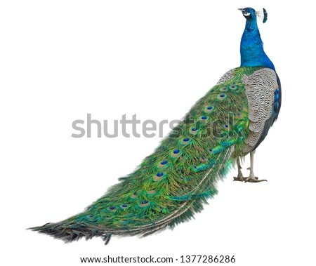 Beautiful Peacock Isolated On White Background Royalty-Free Stock Photo #1377286286
