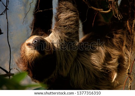 Young Hoffmann's two-toed sloth (Choloepus hoffmanni) on the tree.