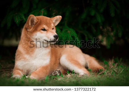 portrait of red lying puppy
 Shiba Inu dog sitting on a green christmas tree background